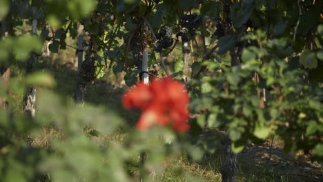 Red-Garden-Rose-Blooming-In-The-Vineyard-With-Grapes-Ready-For-Harvesting---rack-focus