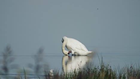 Beautiful-white-swan-preening-its-feathers-in-shallow-water-of-Vejlerne-wetland