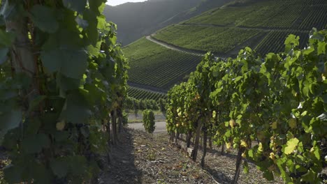 Beautiful-Scenery-Of-Lush-Grapevines-On-The-Slope-Of-Ahr-Valley-In-Germany---wide-shot