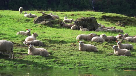 Schafe-Grasen-An-Den-Ufern-Des-Naeroy-Fjords,-Norwegen