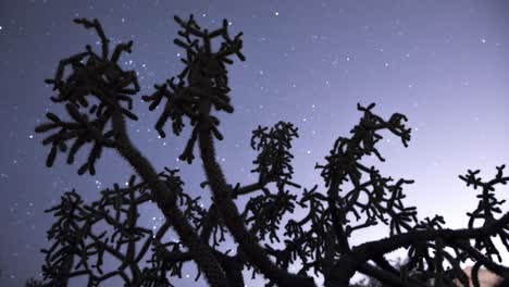 Stars-pass-behind-silhouetted-cholla-cactus---timelapse-wide-shot
