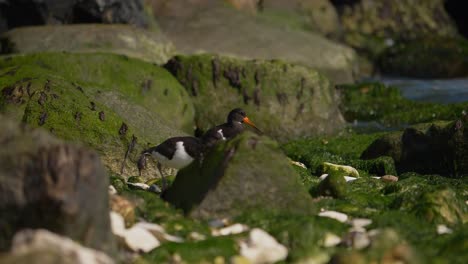 Eurasian-oystercatcher-birds-walking-between-rocky-shore-in-Denmark,-wildlife-slow-motion