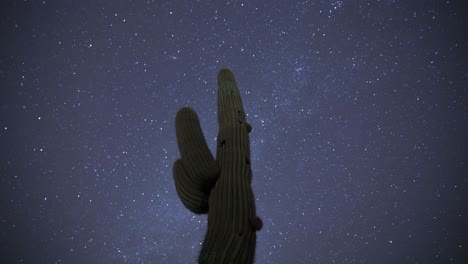 Stars-spin-quickly-across-the-sky-behind-a-single,-tall-standing-saguaro-cactus--timelapse