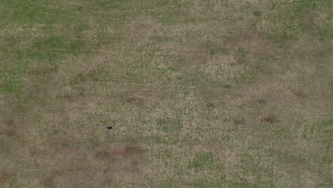 Aerial-top-down-view-of-boarder-collie-chasing-frisbee-on-grass-field