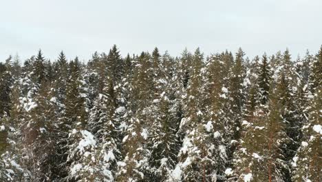 Aerial-view-flying-over-forest-in-winter-with-snow-covered-pine-trees