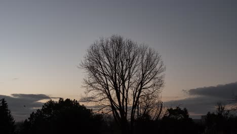 Vogelschwarm-Fliegt-Und-Sitzt-Bei-Sonnenaufgang-Auf-Kahlen-Bäumen