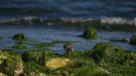 Least-Sandpiper-bird-strolling-around-on-rugged-shore-searching-for-food,-slow-motion