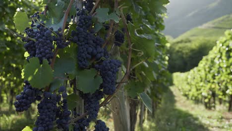 Bunches-Of-Blue-Grapes-Ready-For-Harvest-In-Ahr-Valley,-Rhineland-Palatinate,-Germany---Winery---close-up