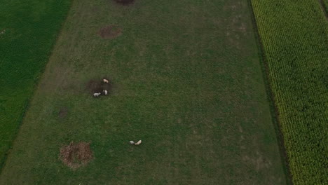 Aerial-view-passing-over-cows-on-lush-green-grass-farm-field