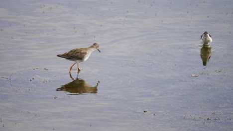 Two-shorebirds-foraging-for-small-crustaceans-in-shallow-water,-Wood-Sandpiper