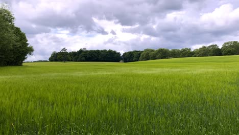 Natural-green-grass-field-being-moved-by-the-wind-with-a-blue-cloudy-sky-and-some-trees-in-the-distance
