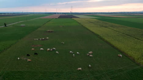 Aerial-view-moving-left-to-right-of-cows-on-lush-green-grass-farm-field-during-sunset