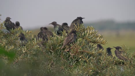 Flock-of-European-Starlings-perched-on-top-of-bush-while-preening-in-Denmark