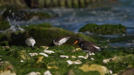 Oystercatcher-bird-preens-its-feathers-on-slippery-rocks-covered-in-green-algae,-slow-motion