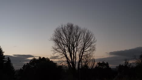 Vögel-Sitzen-Auf-Ästen-Von-Laubbäumen-Mit-Sonnenaufgang-Im-Hintergrund