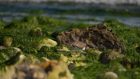 Least-sandpiper-walking-among-green-covered-rocks-on-shore-foraging-for-food,-slow-motion