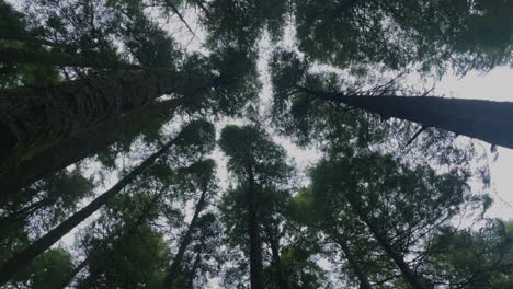 Looking-up-at-pine-trees-swaying-in-the-wind-in-a-forest