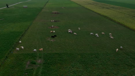 Aerial-view-of-cows-on-lush-green-grass-farm-field-revealing-sunset