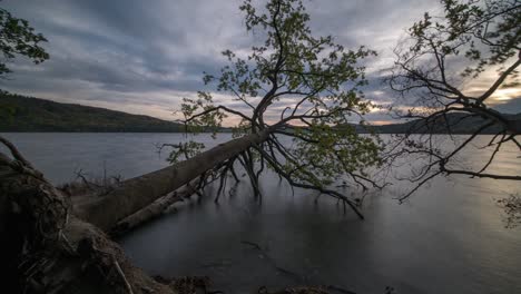 Fallen-Trees-On-Tranquil-Lake-Laach-With-Cloudy-Sunset---Ahrweiler,-Rhineland-Palatinate,-Germany---Long-Exposure,-Pan-Wide-Shot