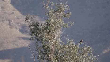 Couple-of-hawks-sitting-on-tree-and-fly-away-on-windy-day-mountain-in-background