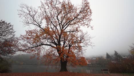 A-flight-around-a-perennial-mighty-oak,-that-is-still-shedding-its-bright-orange-foliage-on-a-foggy-autumn-day
