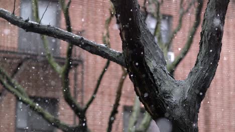 Soothing-snowflakes-descending-upon-bare-urban-trees-in-a-Brooklyn-neighbourhood,-in-New-York-city---Static-Medium-close-up-shot