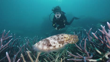 Female-Scuba-Diver-Swimming-With-Giant-Cuttlefish-and-Coral-2