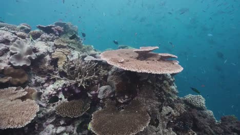 Lebendiges-Korallenriff,-Hartkorallen-Und-Tropische-Fische