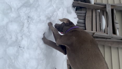 Hund-Gräbt-Ein-Loch-Im-Schnee