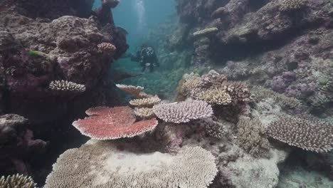 Female-Scuba-Diver-swimming-past-Vibrant-Hard-Corals