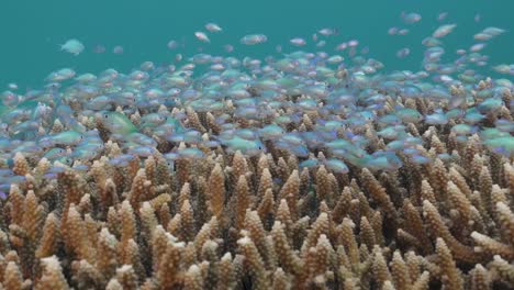 Lebendige-Fische-Im-Garten-Des-Hartkorallenriffs-Great-Barrier-Reef