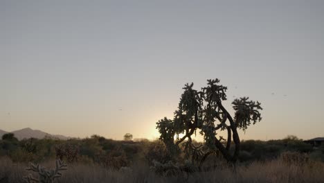 Wunderschöne-Wüstenlandschaft-Bei-Sonnenaufgang-Mit-Sonnenstrahlen,-Die-Durch-Einsame-Kakteen-Brechen
