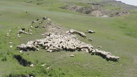 Aerial-drone-shot-of-herd-of-sheep-grazing-in-Caucasus-mountains