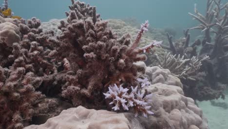 Dead-Bleached-Coral-Reef