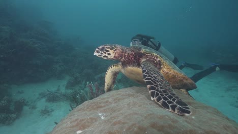 Female-Scuba-Diver-and-Turtle-on-Coral-Reef-3