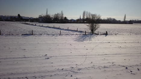 single-tree-in-snowy-field-in-backlight-no-people