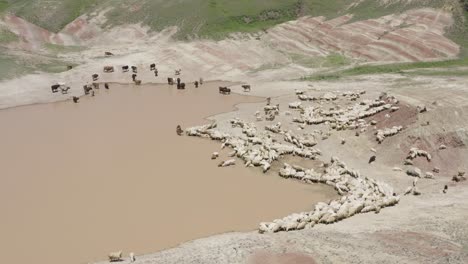 Aerial-drone-shot-of-herd-of-sheep-and-some-cows-drinking-water-from-a-pond