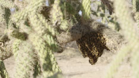 Swarm-of-Africanized-bees-shrouding-downward-hive-hanging-from-a-Saguaro-Cactus-cluster-in-the-Sonoran-Desert---Medium-long-shot