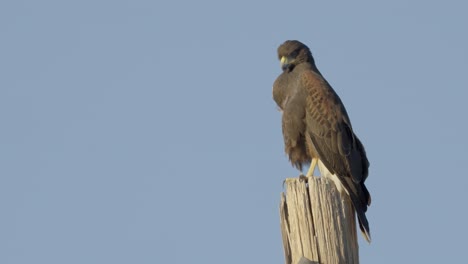 Beautiful-hawk-bird-isolated-on-light-blue-sky-overwatching-territory