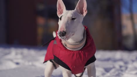White-miniature-bull-terrier-puppy-playing-with-her-toy-in-the-snow