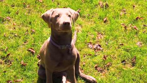 Beautiful-silver-labrador-retriever-dog-sitting-on-the-grass