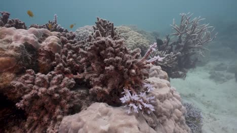 Arrecife-De-Coral-Blanqueado-Muerto