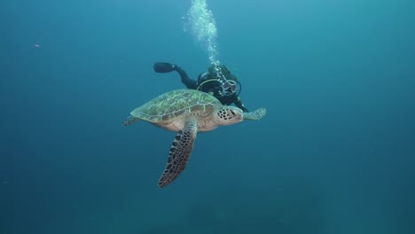 Female-Scuba-Diver-Swimming-With-Green-Sea-Turtle-2