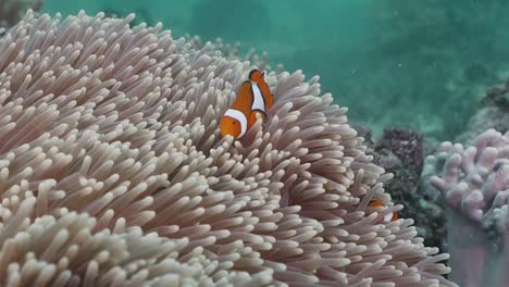 Clownfischfamilie-In-Lebhafter-Anemone---Nemo