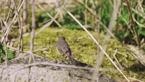 Blaukehlchen-Luscinia-Svecica-Kleiner-Robin-ähnlicher-Vogel-Mit-Steigendem-Schwanz,-Der-Von-Einem-Felsen-Springt