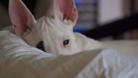 A-miniature-white-bull-terrier-pricked-up-its-ears-and-winks-lying-behind-the-pillow-and-hiding-its-nose
