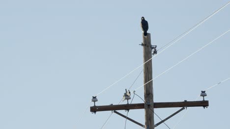 Magnificent-hawk-on-wooden-electric-pole-overwatching-territory