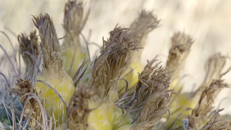Close-up-shot-of-yellow-barrel-cactus-fruit-still-on-top-of-the-cactus,-handheld-super-close-up-4K
