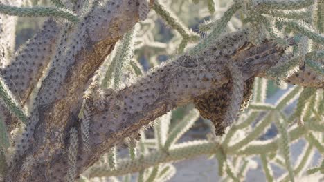 Africanized-bees-buzzing-around-nest-attached-to-Jumping-cholla-in-the-dry-Sonoran-Desert---Medium-shot