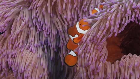 Clownfische-Im-Lebendigen-Anemone-Great-Barrier-Reef-2